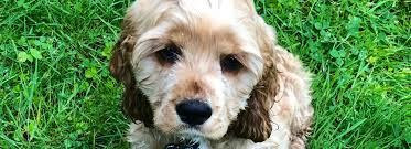 For more information please call: People Are Spending Thousands On Puppy Concierge Services To Find The Perfect Dog Marketwatch