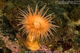 Image result for Aneilema nyasense