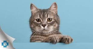 ‪Cats At Home | Cat-Sitters Guide l Cherrybrook Vet 02 9489 6000‬‏
