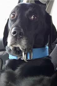 Look At These 14 Hilarious Animal Uber Memes Dogs Animals Lol Funnyanimals Cuteanimals Funnystuff Funny Memes Uber Funny Animals Dogs Animals