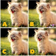 Show answer what is a feral cat? Adgate Quiz Diva Kitty Difference Answers Swagbucks Help
