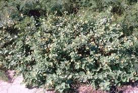 Image result for Sida ovata
