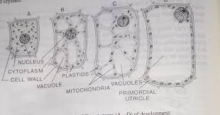 Cytoplasm Comprises The Living Hyaline Jelly Like And Viscous Transparent Semi Fluid Portion Of The Protopla Cell Wall Carbohydrates Food Complex Carbohydrates