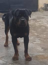 Rottweiler puppies ready for good home will be ten weeks old, pets only. Ajartodar Rottweilers 80 Photos Kennel Isolo Lagos Nigeria Isolo Nigeria