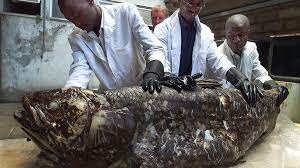 The coelacanth, living fossil of the sea | deep sea wondersonce known only from fossils, the coelacanth was thought to have gone extinct around 65 million ye. Living Fossil Fish May Live For Up To A Century Bbc News