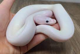 White Wedding Ball Python Ball Pythons by Good Guy Reptile Family - MorphMarket