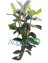 Image result for Nesaea crassicaulis