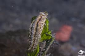 Image result for Blepharis buchneri