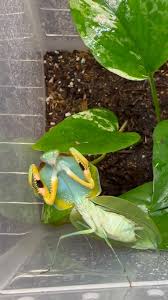 Image result for Gyrodoma hispida