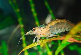 Udang Amano Adalah Spesies Udang Hias Air Tawar Yang Sangat Populer Dan Bisa Didapatkan Dengan Mudah Da Amano Shrimp Nature Aquarium Freshwater Aquarium Shrimp