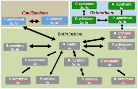 Image result for Euclasta condylotricha