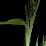 Image result for Hackelochloa granularis