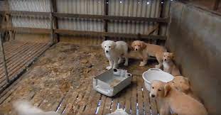 Find puppies and breeders in your area and helpful information. Sa Puppy Farmer Exploiting Loophole