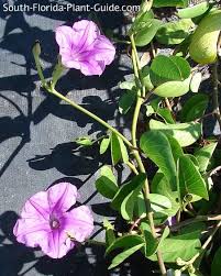 We did not find results for: Railroad Vine