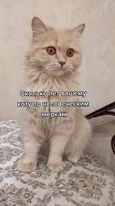 pin na doske zhivotnye