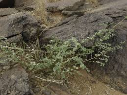 Image result for Andrachne