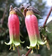 Summer flowering with large, deep purple flowers on stems to 40 cm. Herbs Groundcovers 1 The Domain Hobart