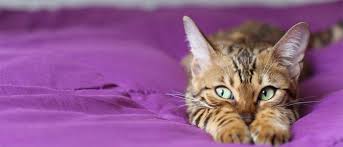 Some essential oils are safe for cats, while others aren't. Cbd Oil For Cats Will It Help Their Anxiety Wellness Pet Food