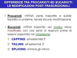 Raga potete dirmi quali sono tutte le differenze che ci sono tra una cellula ucariote ed una procariote? Corso Di Biologia Programma 1 Nozioni Introduttive Le