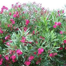 Maybe you would like to learn more about one of these? Laurier Rose Rouge Geant Des Batailles Vente En Ligne De Plants De Laurier Rose Rouge Geant Des Batailles Pas Cher Leaderplant