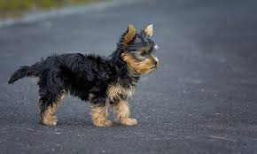 When can puppies go outside in the garden. When Can My Puppy Go Outside Canna Pet