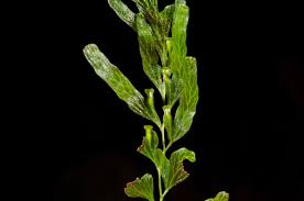 Image result for Polyphlebium