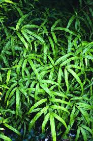 Image result for Pteris burtonii