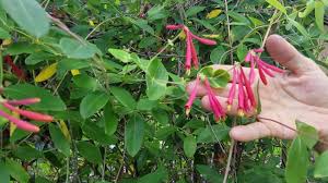 Attracts i discovered this vine when seeking out native plants that attract hummingbirds to add to my garden. Attract Hummingbirds To Your Yard With Coral Honeysuckle A Florida Native Plant Tip 2 Youtube