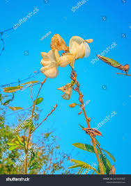 Image result for Tephrosia vogelii