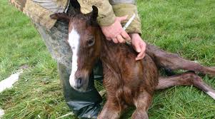 Boosting Those Babies The What And When Of Foal Vaccination