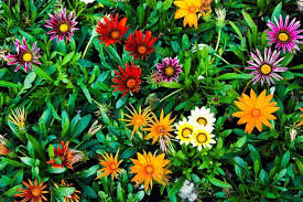 Image result for foto Gazánie