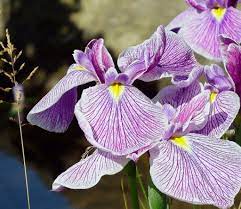 Forty Facts About Irises Beautiful Flowers And Useful Plants Iris Flowers Beautiful Flowers Iris Flower Tattoo