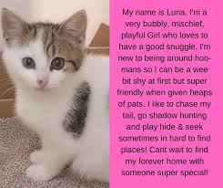 Kitten Inn Kitten Inn Added A New Photo Facebook