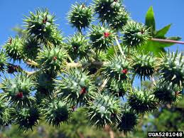 Image result for Ricinus