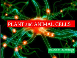 Differences Between Plant And Animal Cells Plant And Animal Cells Animal Cell Biology Test