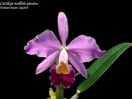 Cattleya Wallisii Splendens Cattleya Cattleya Orchid Orchidaceae