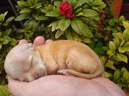 Check spelling or type a new query. Chihuahua Dog Wikiwand