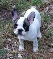 Search for dogs closest to your area by changing the search location. Reduced For The Weekend French Bulldog Puppies 12 Weeks For Sale In Medford Oregon Classified Americanlisted Com