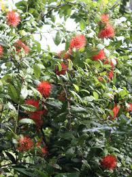 Image result for Combretum constrictum