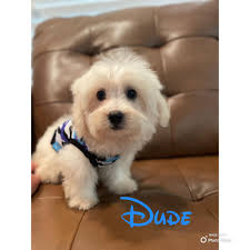 Hello there! I'm Chance, a lively little pup with a heart full of love.  Don't be fooled by my rough exterior; my fur is still growing back from a  bout of mange,