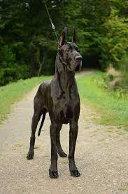 Get Healthy And Ethically Bred Great Dane Puppies For Sale Great Dane Dogs For Adoption In India Buy Kci Registered Gre Dane Puppies Dane Dog Great Dane Dogs