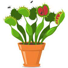 Venus fly trap images cartoon. Venus Fly Trap Stock Illustrations 213 Venus Fly Trap Stock Illustrations Vectors Clipart Dreamstime