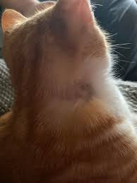 Today the understanding of ch has grown, and kittens born. Has Anyone Else Had This Kind Of Hair Loss From A Collar He Has A Similar Spot On The Other Side He Is 8months Old And Has Mild Cerebellar Hypoplasia The Collar