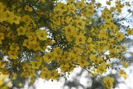 Jacaranda tree flowering trees palm tree palm trees vakantie fotografie reizen anza trail palm trees jacaranda tree flowering trees. Plant Id Forum Yellow Flowering Tree In Southern California Central Valley Garden Org