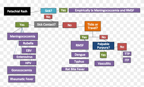 Petechiae Flow Chart Flow Chart For Petechial Rash Hd Png