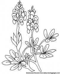 Welcome Flower Coloring Pages Com Bluehost Com Blue Bonnets Flower Pattern Drawing Flower Coloring Pages