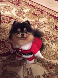 Zefir As Santa Dogs Animals Husky