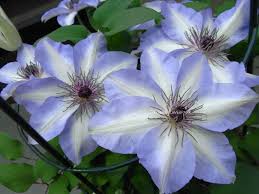 クレマチス ミサヨ