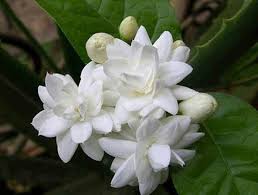 Pin On Bangladesh