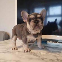 We did not find results for: Vancouver French Bulldog Classifieds At Eclassifieds 4u